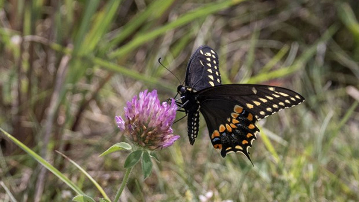 Pine Dunes Pollinator Challenge in Antioch